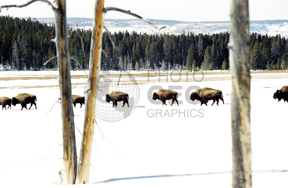 1941 Bison Cross the Plain, Yellowstone National Park, WY