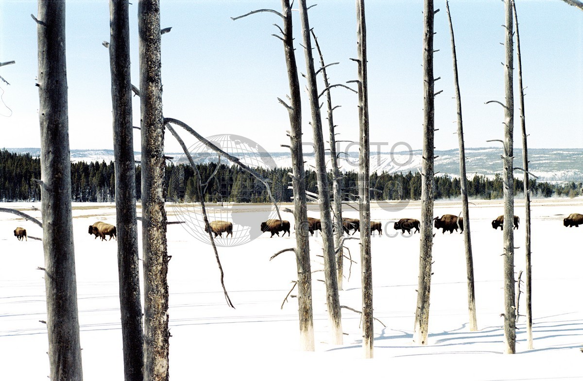 1942 Bison Cross the Plain, Yellowstone National Park, WY