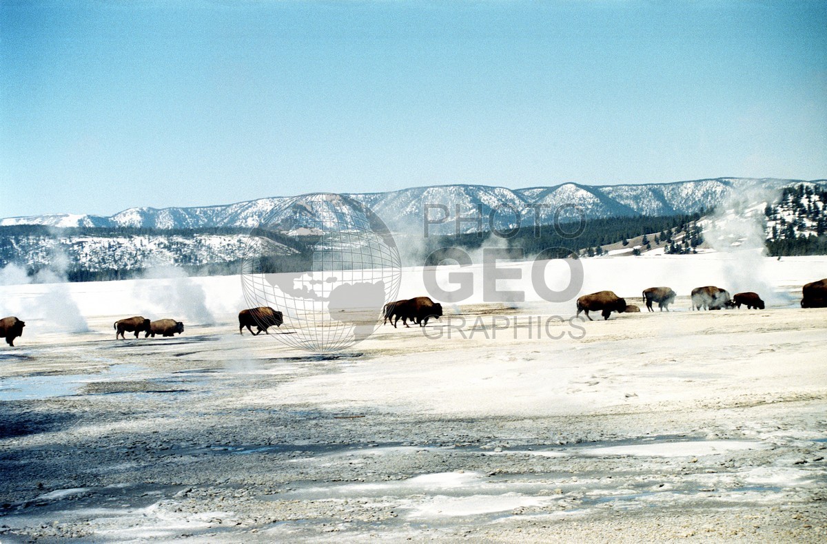 1943 Bison Cross the Plain, Yellowstone National Park, WY