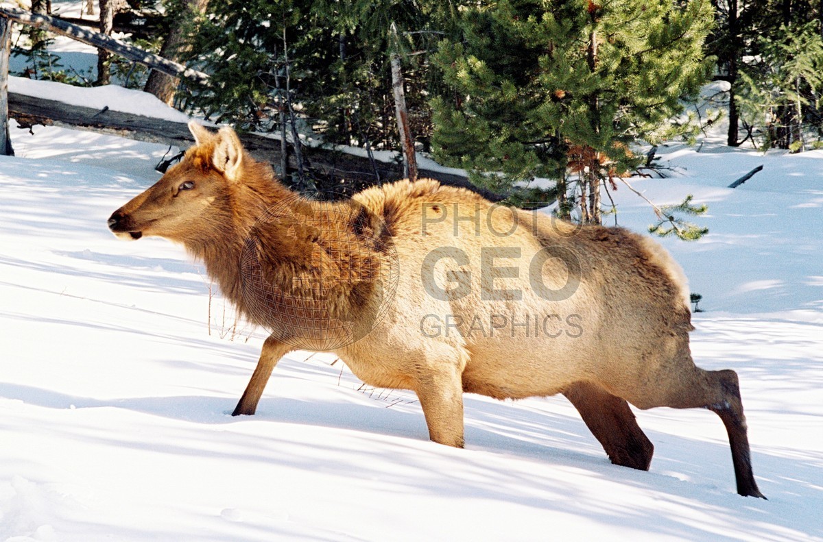1953 Cow Elk, Yellowstone National Park, WY
