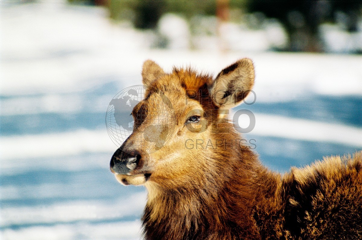 1954 Cow Elk, Yellowstone National Park, WY