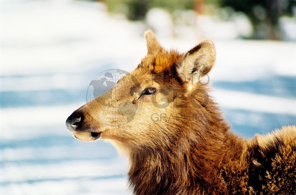 1955 Cow Elk, Yellowstone National Park, WY