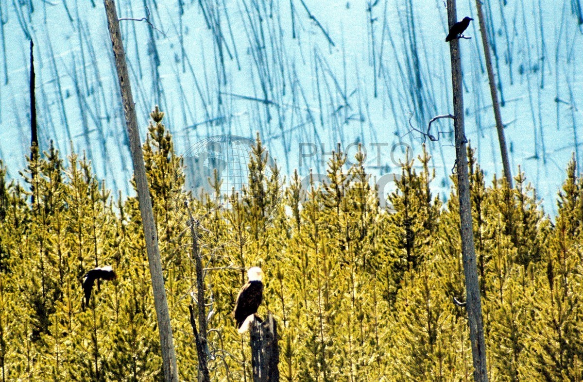 1956 Bald Eagles, Yellowstone National Park, WY