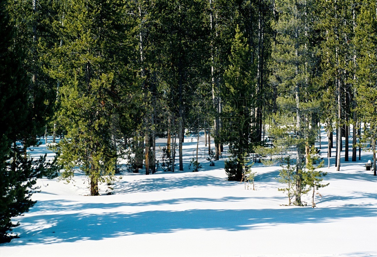 1957 Snowy Forest, Yellowstone National Park, WY
