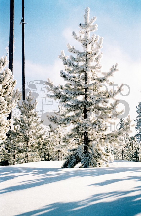 1958 Snowscape, Yellowstone National Park, WY
