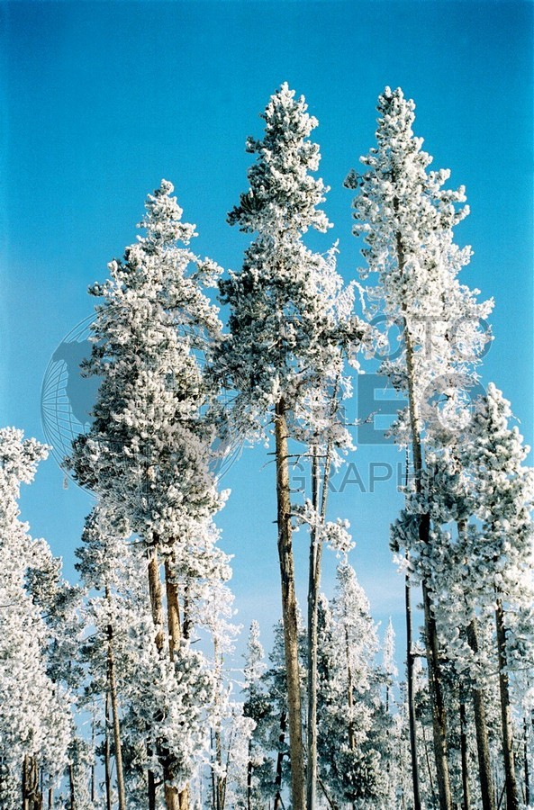 1960 Snowscape, Yellowstone National Park, WY