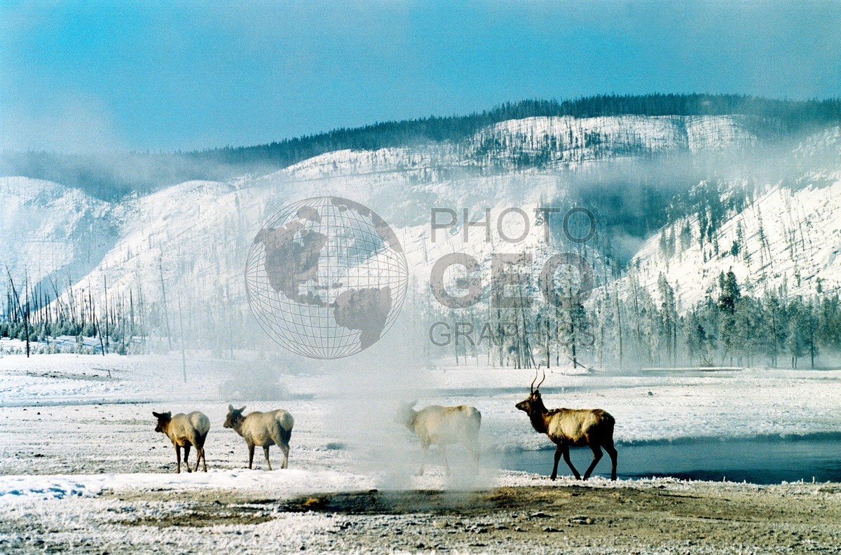 1961 Elk, Yellowstone National Park, WY