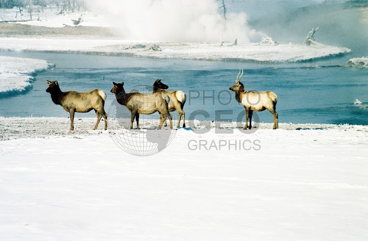 1962 Elk, Yellowstone National Park, WY