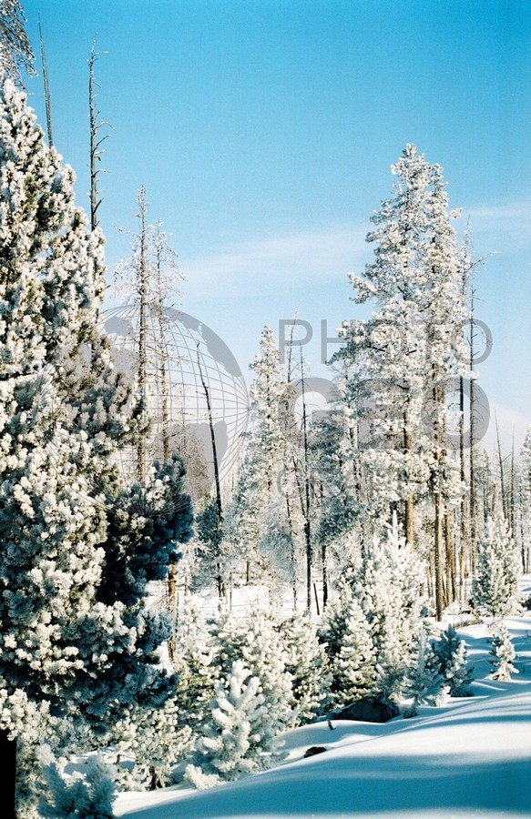 1964 Snowscape, Yellowstone National Park, WY