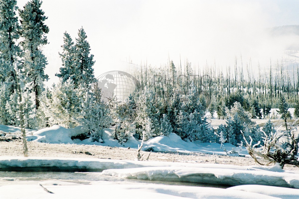 1966 Snowscape, Yellowstone National Park, WY