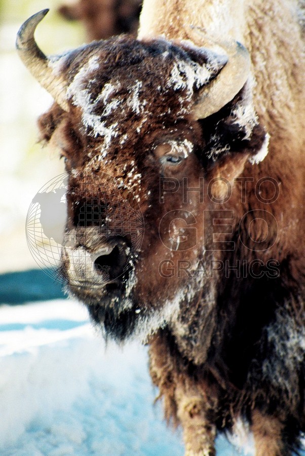 1967 Bison, Yellowstone National Park, WY