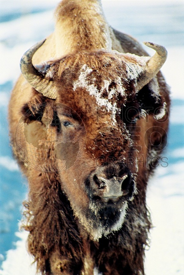 1968 Bison, Yellowstone National Park, WY