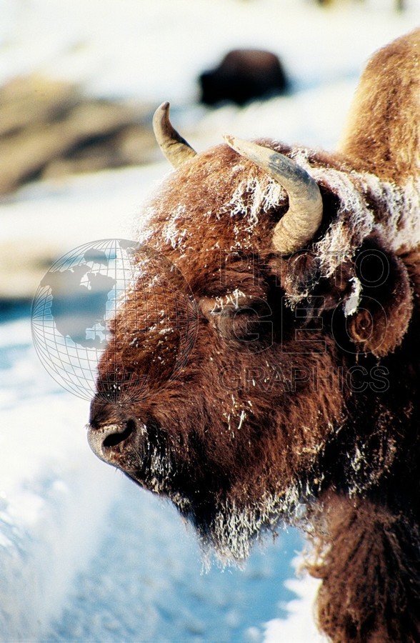 1969 Bison, Yellowstone National Park, WY