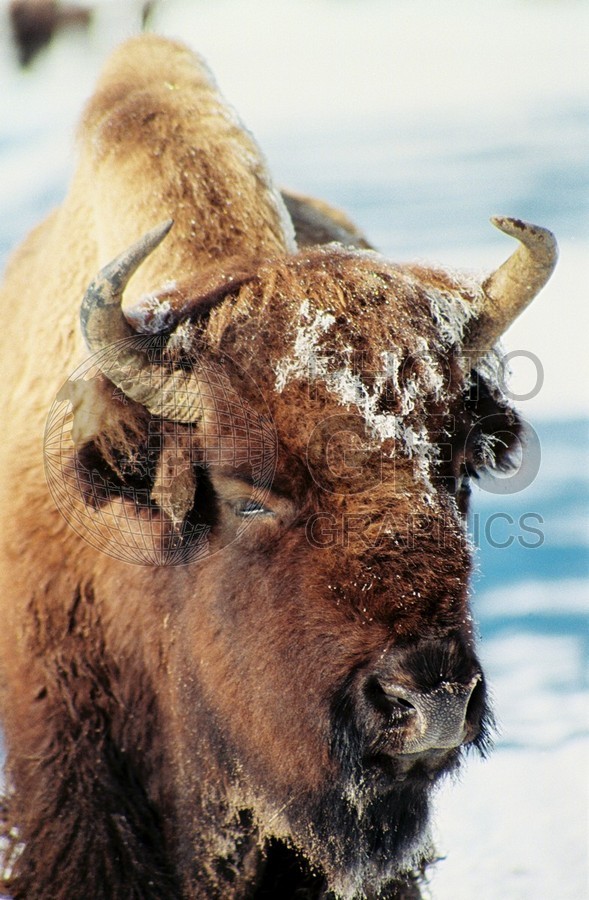 1970 Bison, Yellowstone National Park, WY