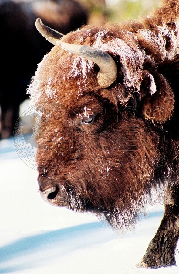 1971 Bison, Yellowstone National Park, WY