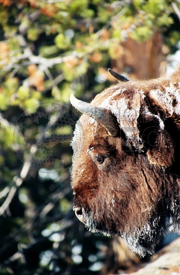 1972 Bison, Yellowstone National Park, WY