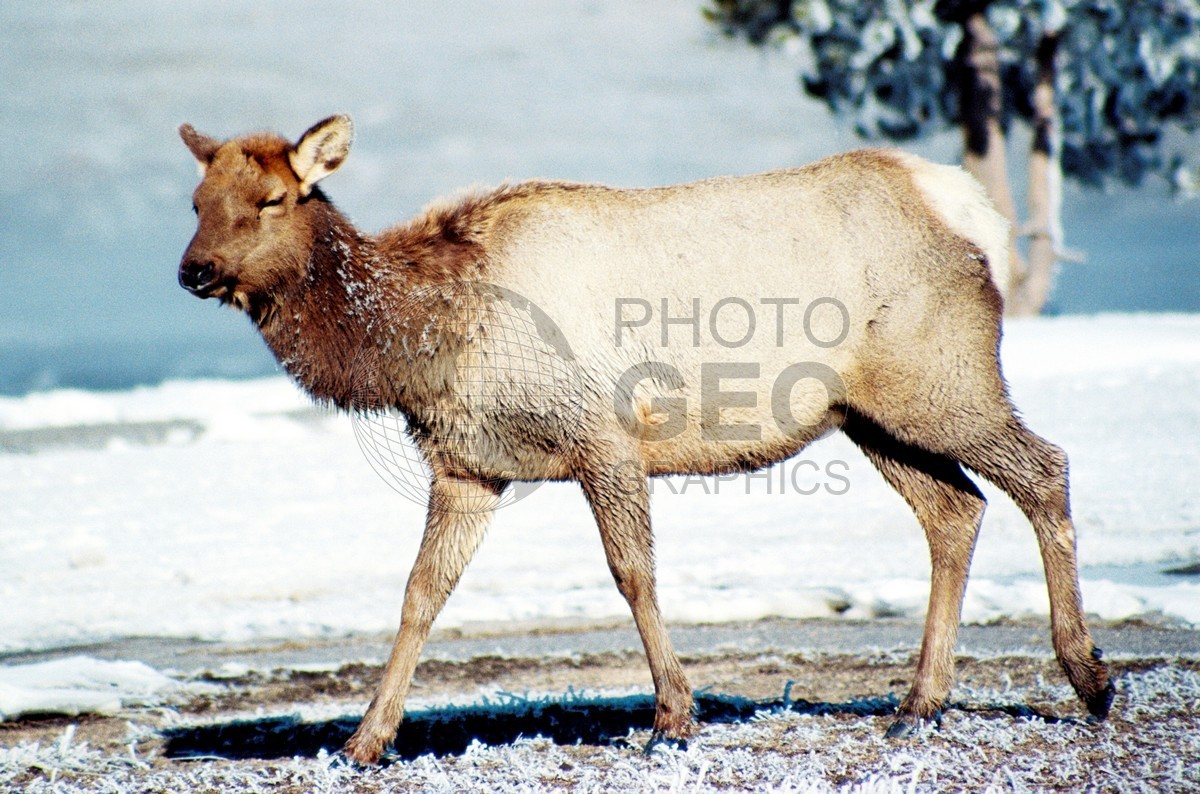1981 Cow Elk, Yellowstone National Park, WY