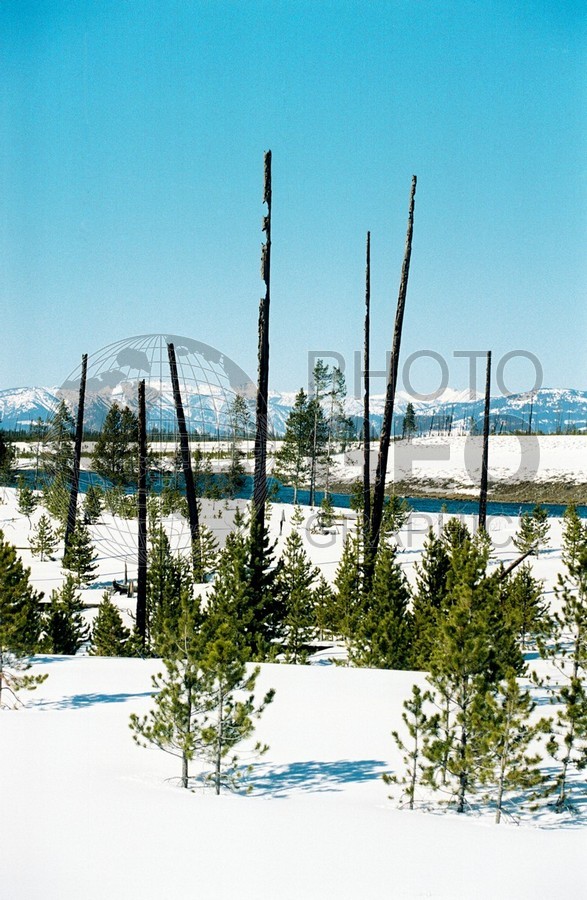 1982 Snowscape, Yellowstone National Park, WY