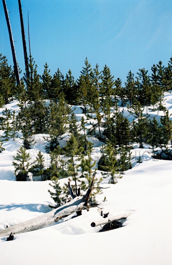 1983 Snowscape, Yellowstone National Park, WY