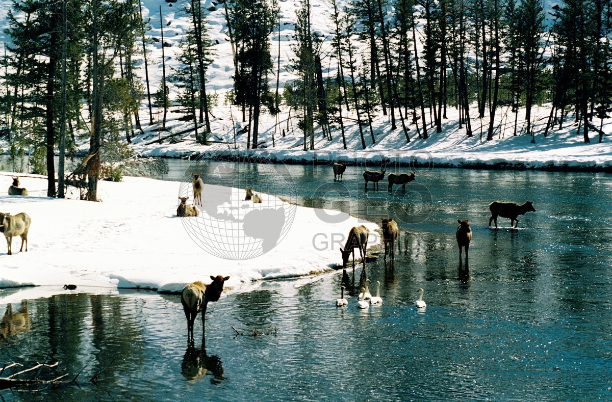 1984 Elk at Lake, Yellowstone National Park, WY