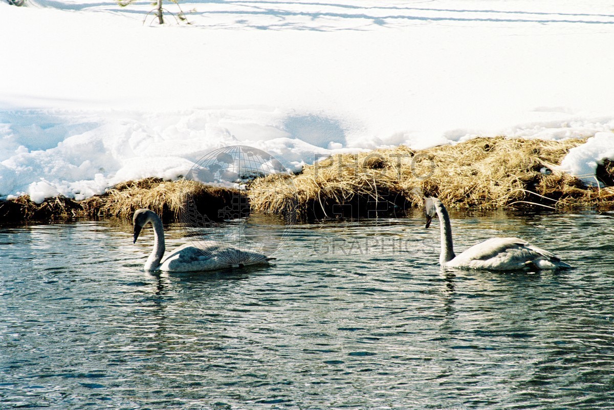 1986 Trumpeter Swan, Yellowstone National Park, WY