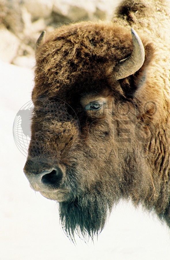 1987 Bison, Yellowstone National Park, WY