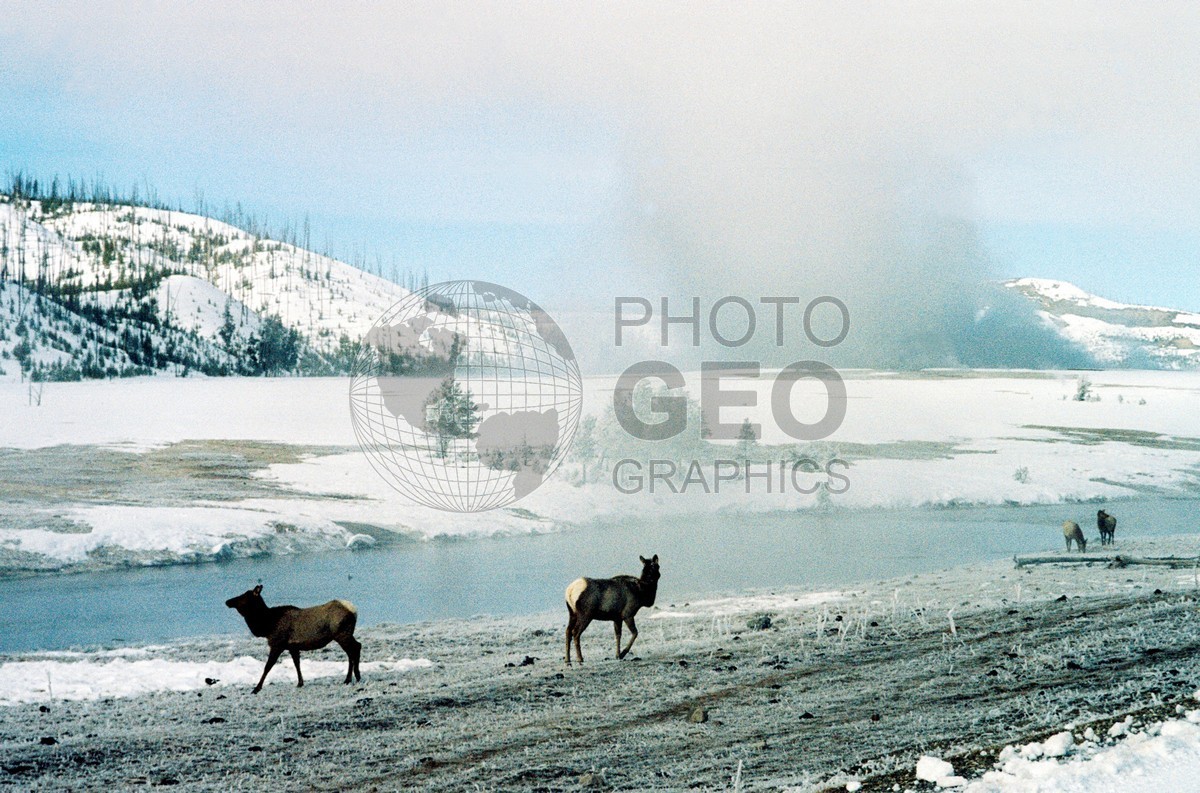 1988 Elk, Yellowstone National Park, WY