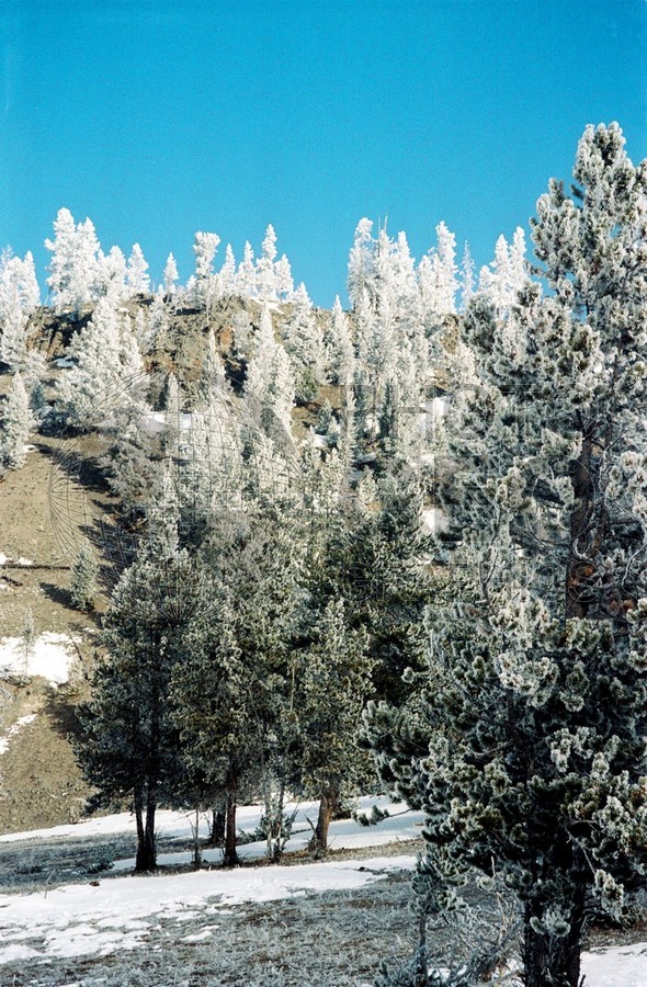 1989 Ice Covered Trees, Yellowstone National Park, WY