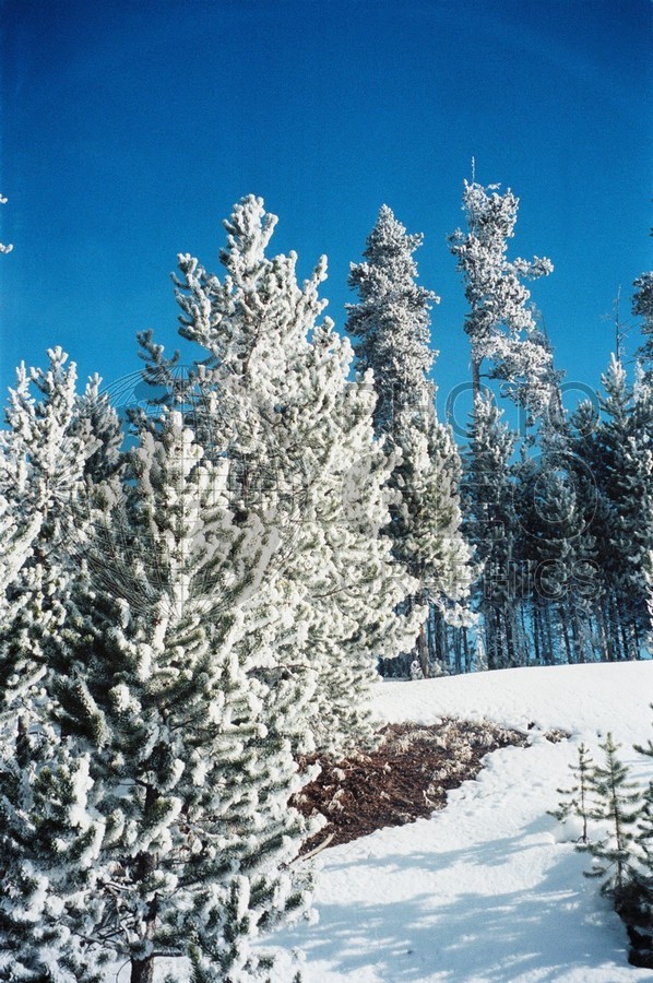 1997 Snowscape, Yellowstone National Park, WY