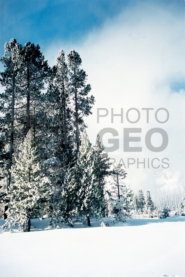 1998 Snowscape, Yellowstone National Park, WY
