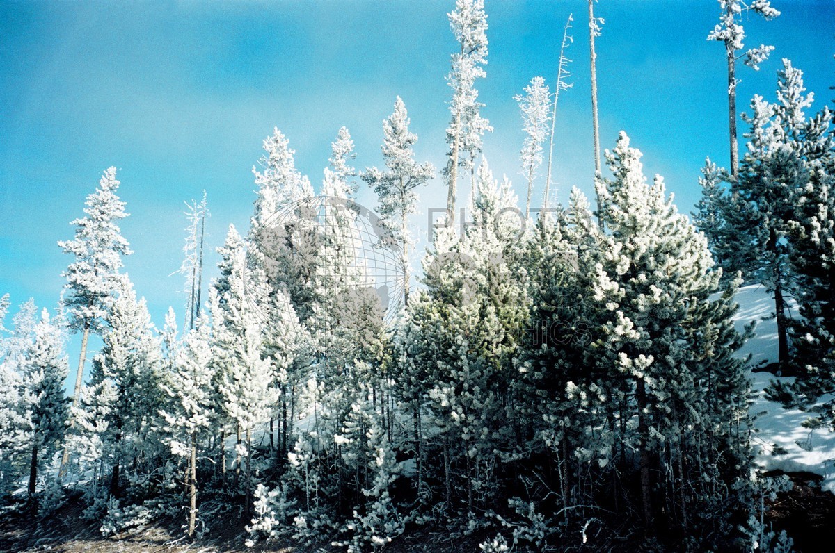 2000 Snowscape, Yellowstone National Park, WY