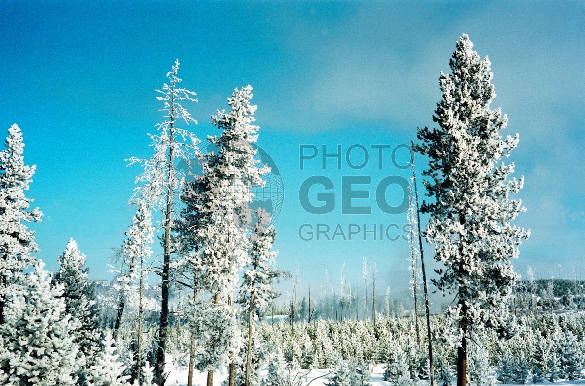 2001 Snowscape, Yellowstone National Park, WY