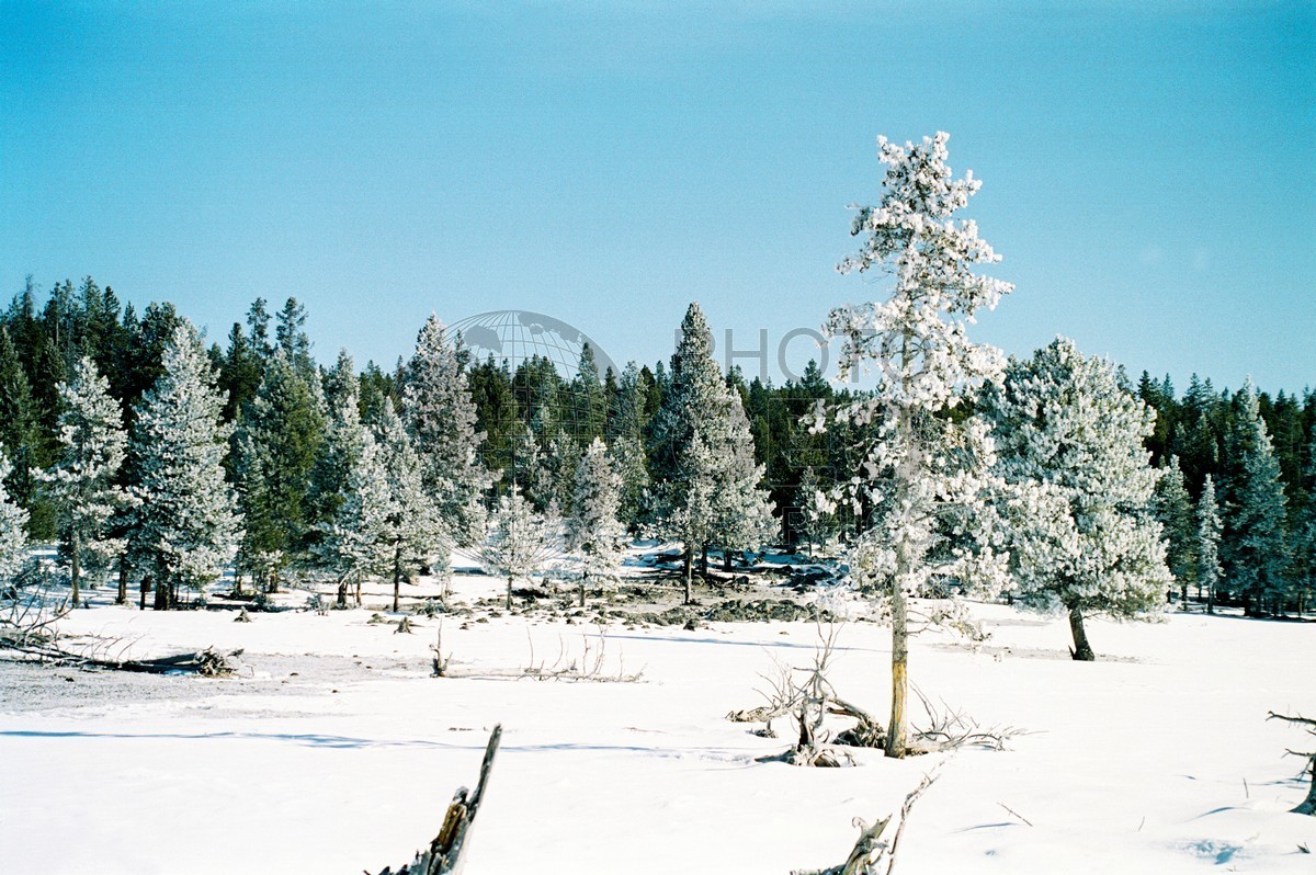 2002 Snowscape, Yellowstone National Park, WY