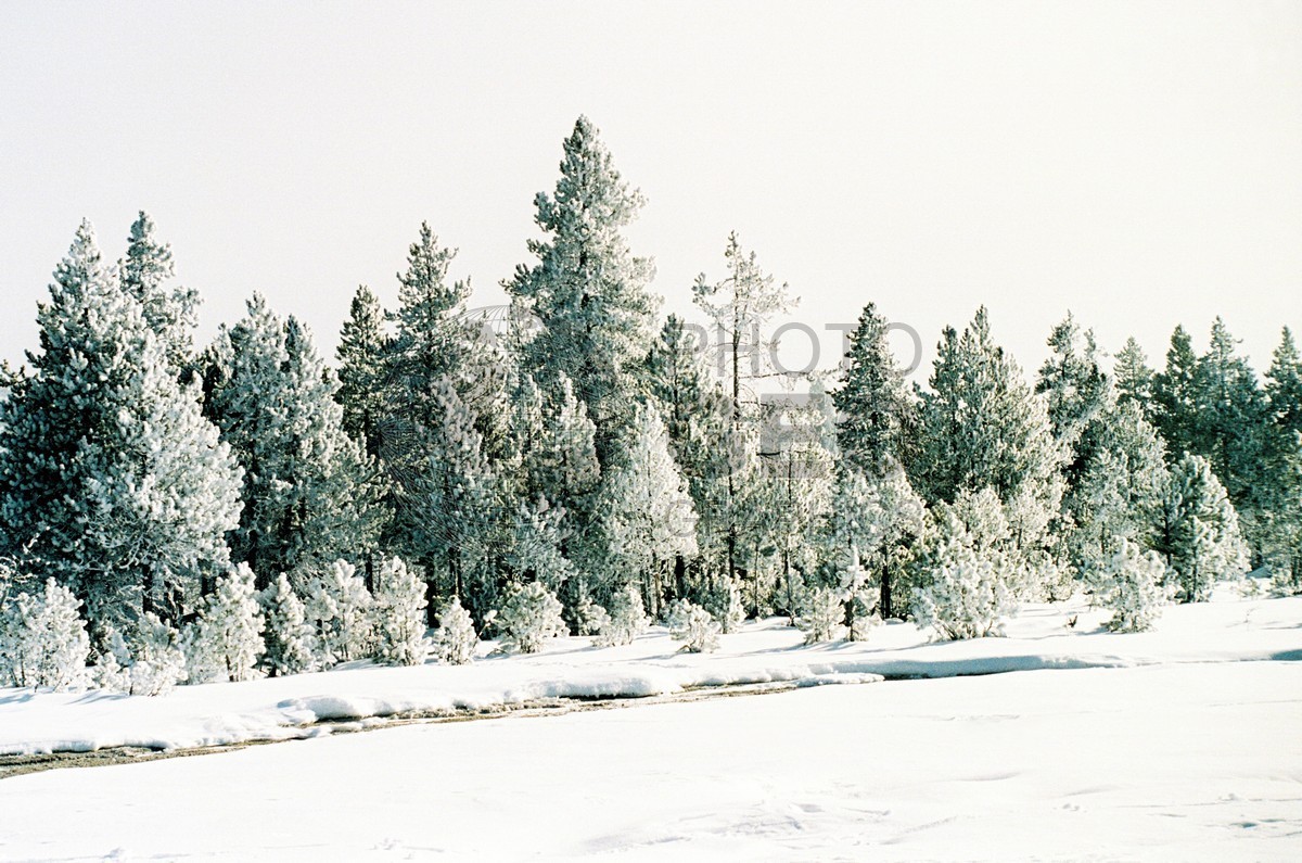 2004 Snowscape, Yellowstone National Park, WY