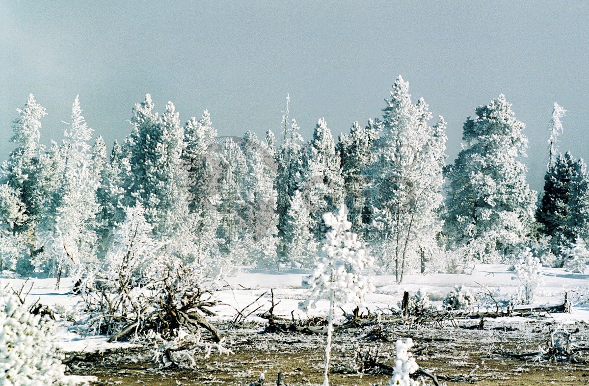 2005 Snowscape, Yellowstone National Park, WY