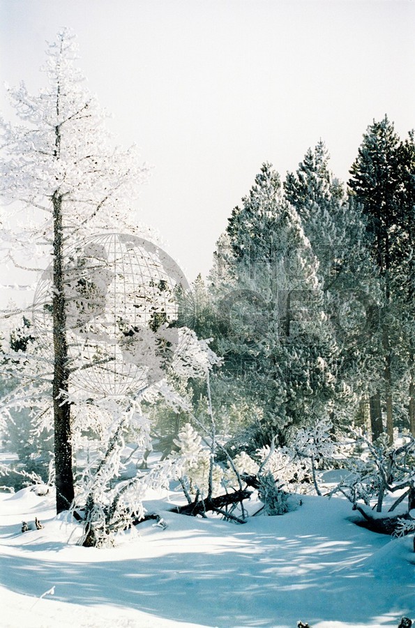 2008 Snowscape, Yellowstone National Park, WY