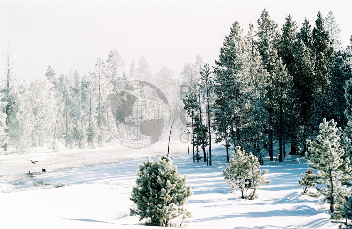 2010 Snowscape, Yellowstone National Park, WY