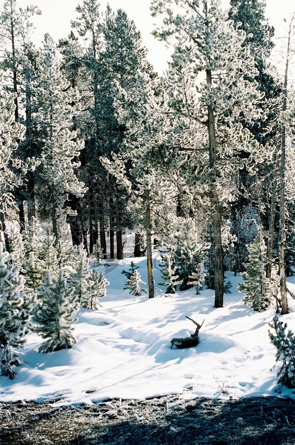 2011 Snowscape, Yellowstone National Park, WY