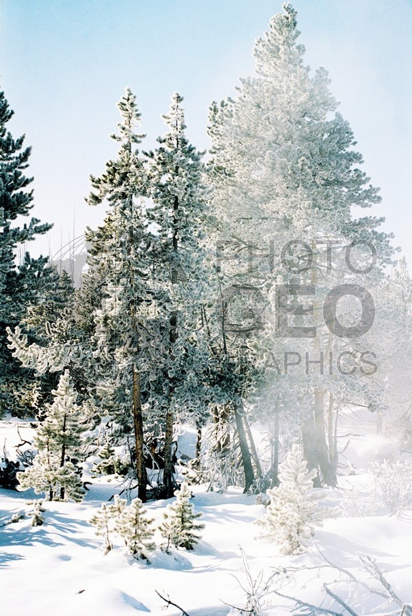 2013 Snowscape, Yellowstone National Park, WY