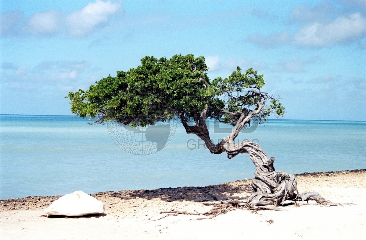 2028 Tree, Aruba, Netherlands Antilles
