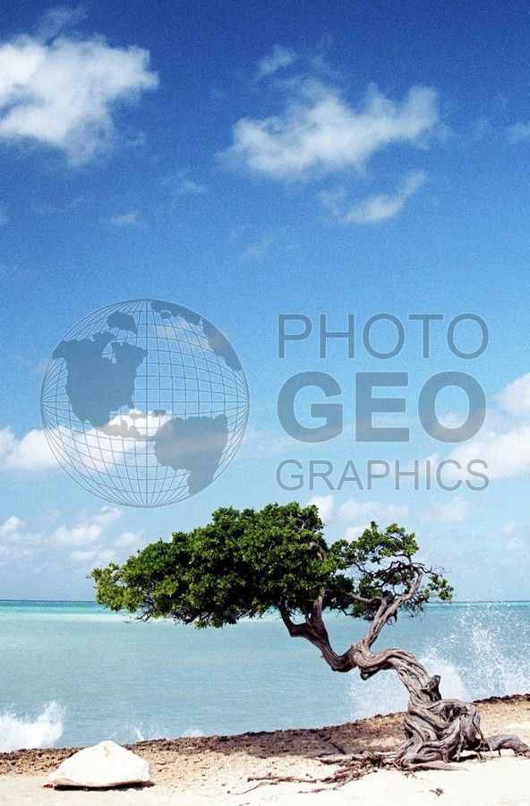 2029 Tree, Aruba, Netherlands Antilles