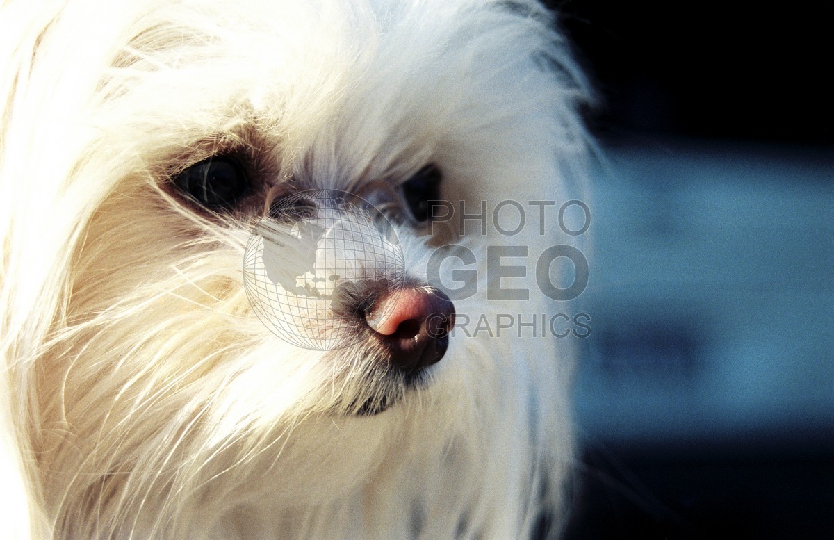 2030 Maltese Puppy, McKinney, TX