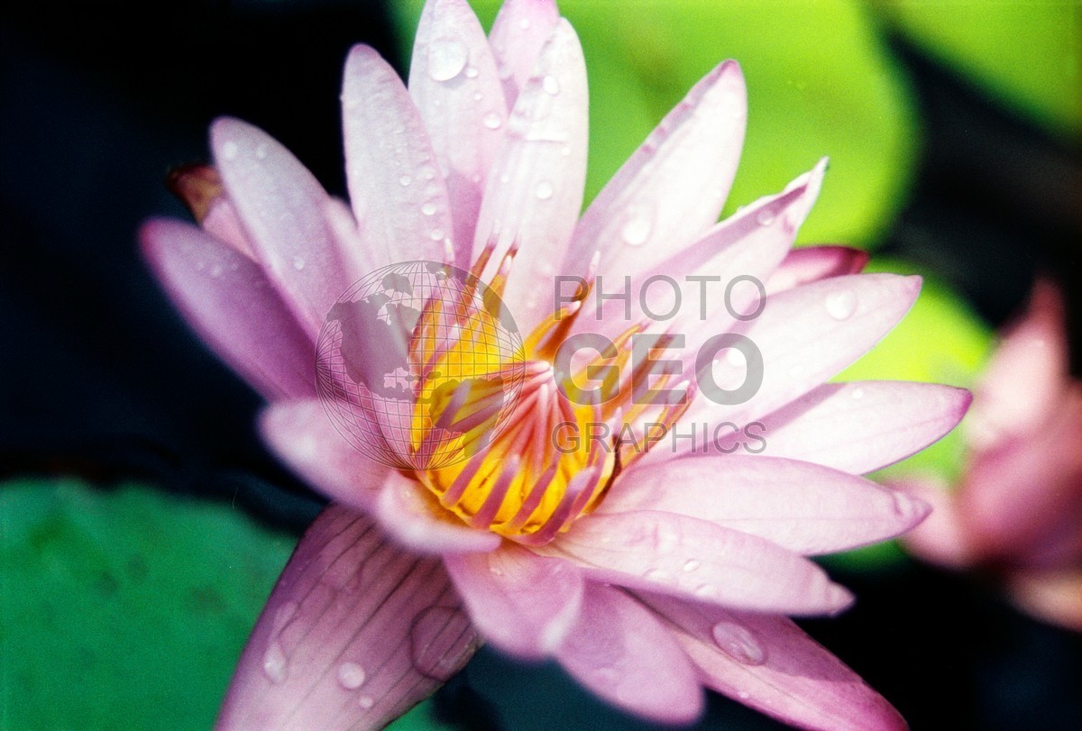 2063 Water Lilly, Naples, FL