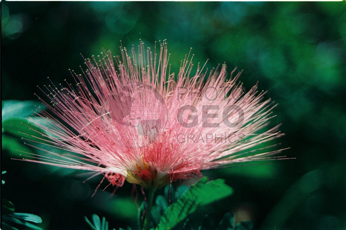 2066 Pink Flower, Naples, FL