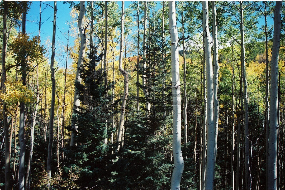 2099 Aspen, San Juan National Forest, NM
