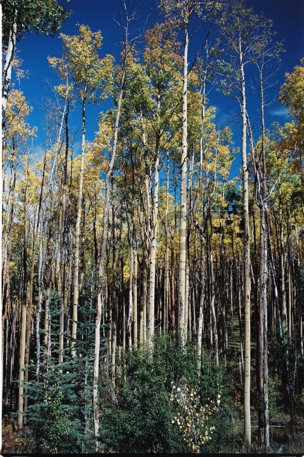 2100 Aspen, San Juan National Forest, NM