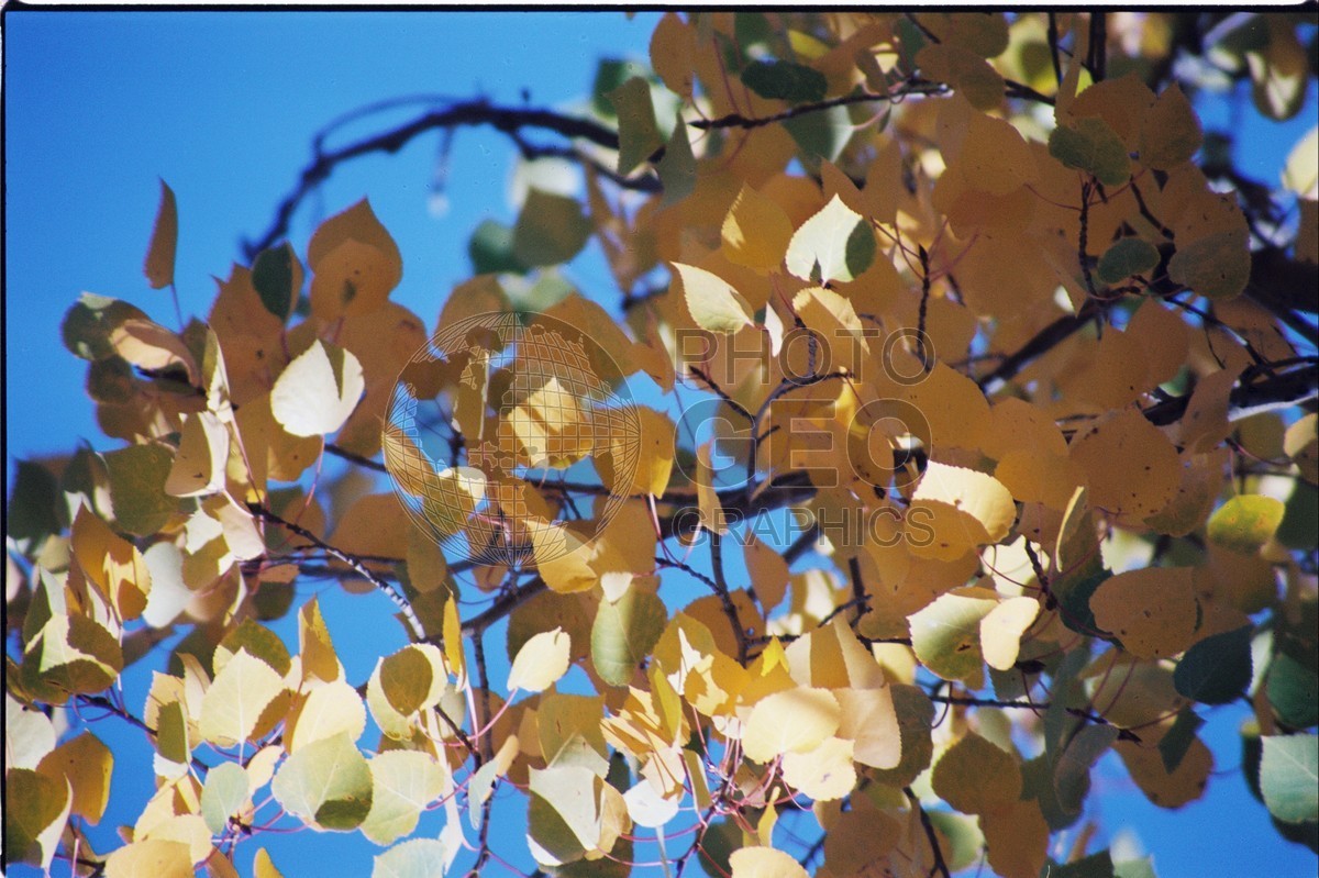 2102 Aspen Leaves, San Juan National Forest, NM