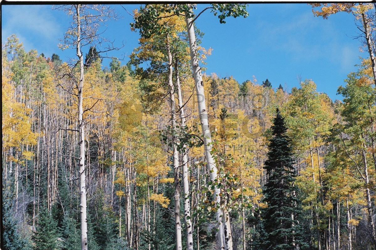 2103 Aspen Forest, San Juan National Forest, NM
