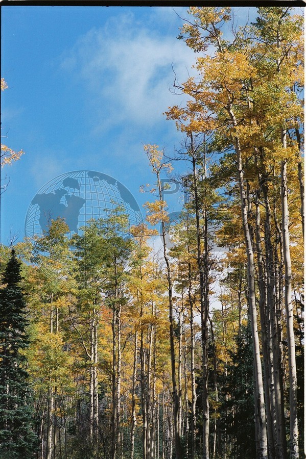 2104 Aspen Forest, San Juan National Forest, NM