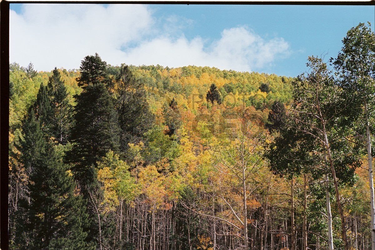 2105 Aspen Forest, San Juan National Forest, NM